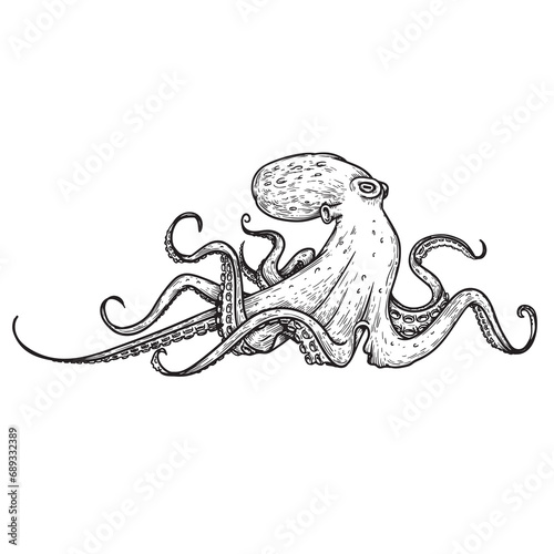 Octopus in sketch hand drawn style. Retro vintage sea monster drawing. Best for seafood and nautical designs. Vector illustration on white.