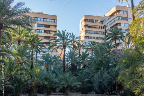 Urban scene with multi-floor residential building seen through the palm trees in Elche, Alicante, Spain © Nigar