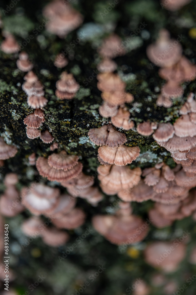 Autumn Mushrooms on Tree Bark Closeup