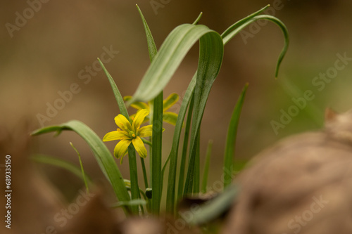Złoć żółta (Gagea lutea) Kwiaty wiosenne.