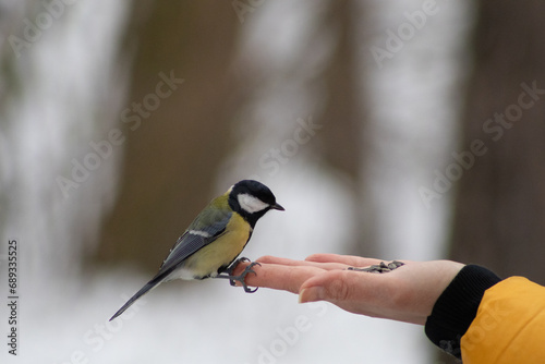 A Great Tit perches on an outstretched hand holding seeds against a snowy backdrop. 