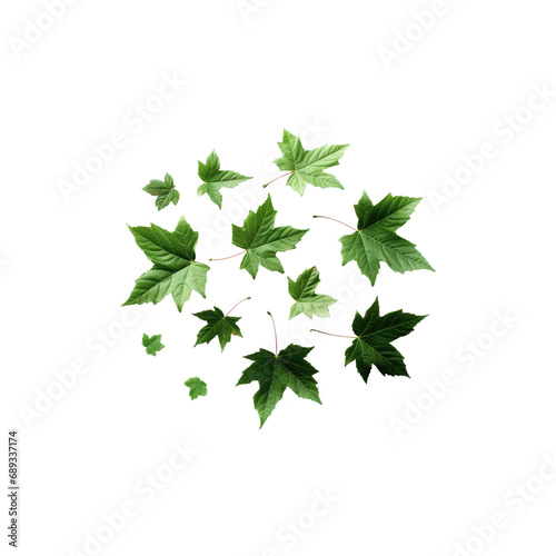 green leaves of vine, transparent on white background PNG.