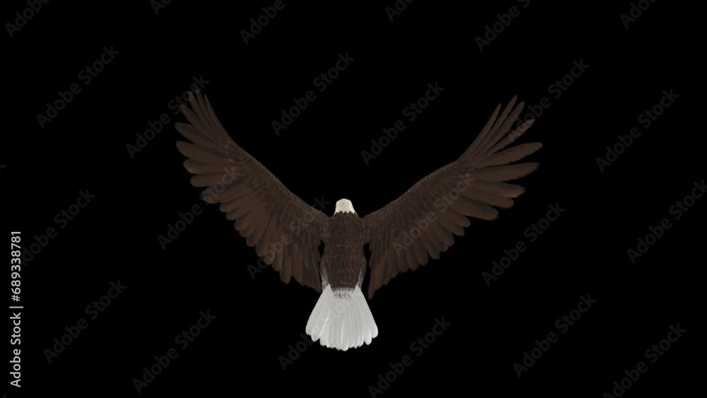 Top Back View American Bald Eagle - Bird of Prey - Flying Cycle Loop - 4K Top Back ...
