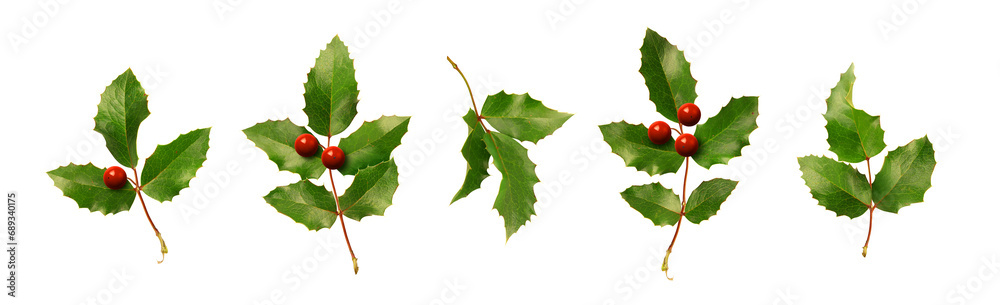 Collection of holly branches with berries. X-mas decorative plants isolated on transparent background. Collection of holly branches with berries. X-mas decorative plants isolated on transparent background.