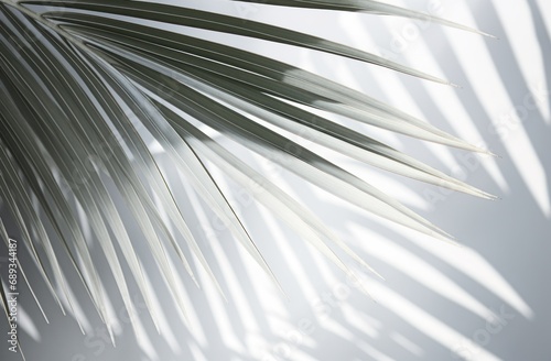a white image of palms leaf shadows,