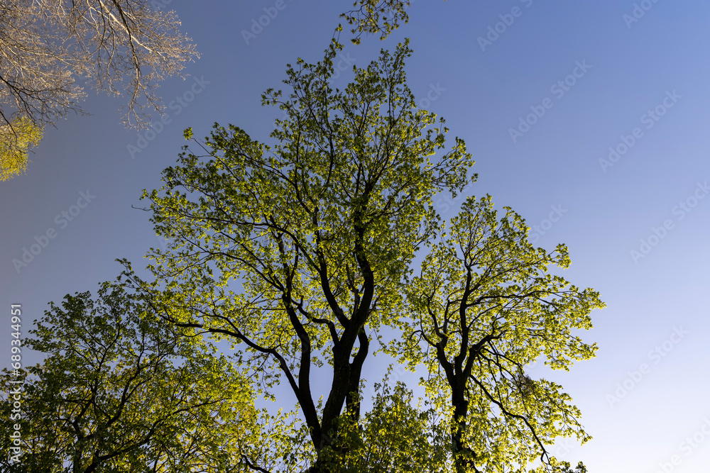 green foliage on a maple tree in spring bloom