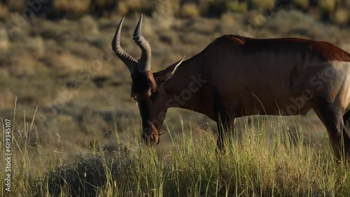 4k 30p footage of a red hartebeest or Cape hartebeest (Alcelaphus buselaphus caama) feeding on grass. Beaufort West. Karoo. Western Cape. South Africa photo