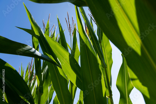 Fototapeta Naklejka Na Ścianę i Meble -  a field with a harvest of unripe green corn