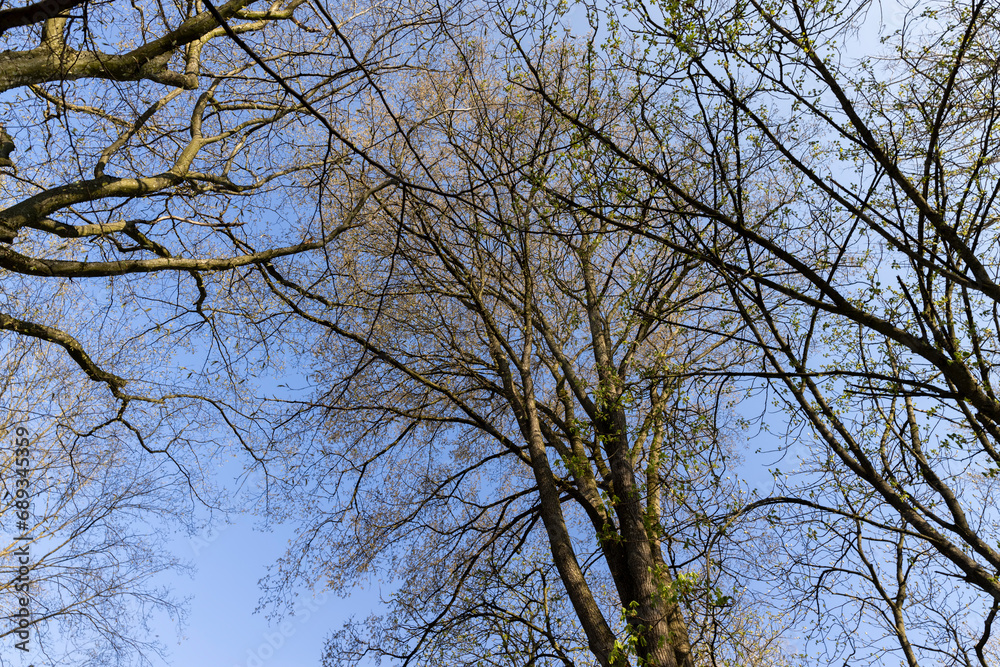 deciduous trees in the forest in the spring season deciduous trees in the forest in the spring season