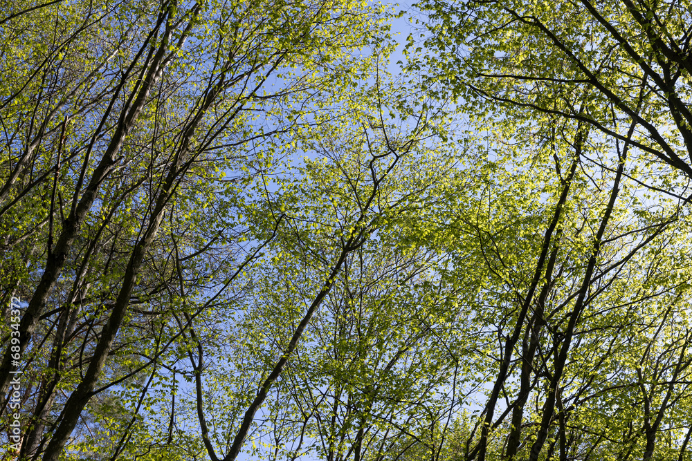 young foliage on deciduous trees in the forest in the spring season young foliage on deciduous trees in the forest in the spring season