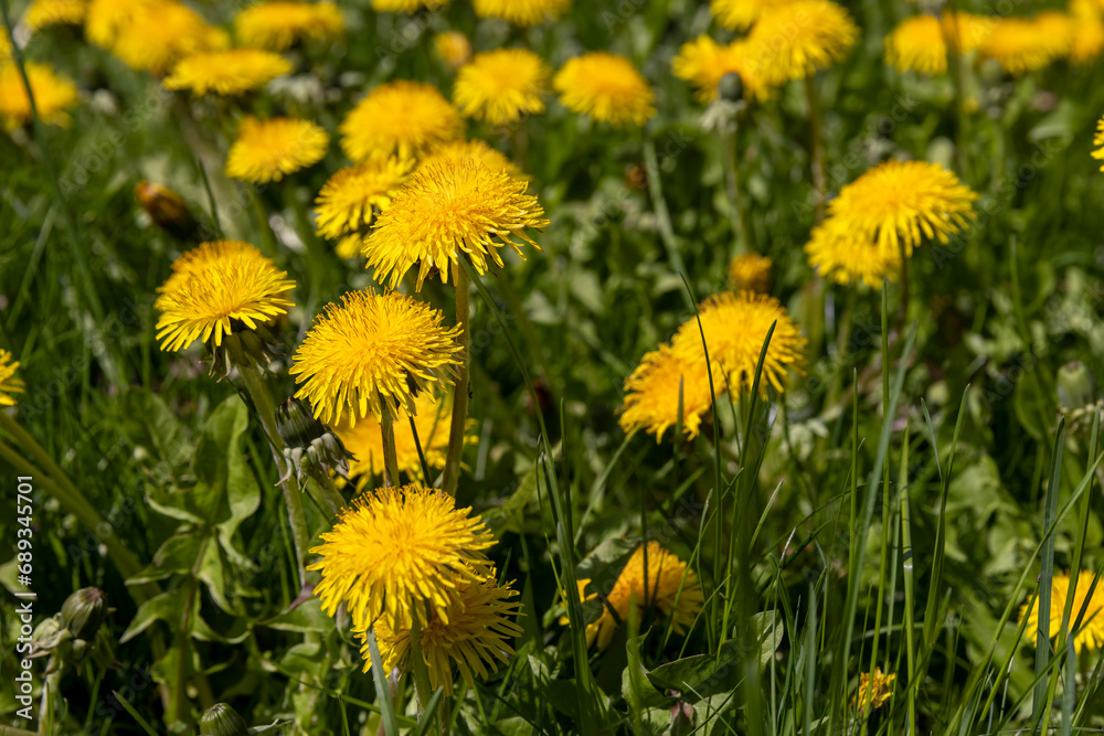 spring dandelion flowers during flowering spring dandelion flowers during flowering