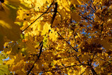 Maple tree during the autumn season