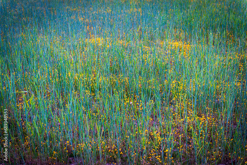 dehesa charra campos en flor castilla