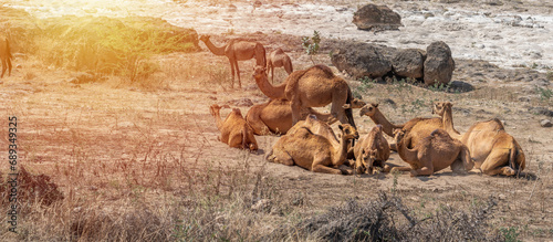 Camels relishing a sand bath near a Wadi in Salalah, Oman.