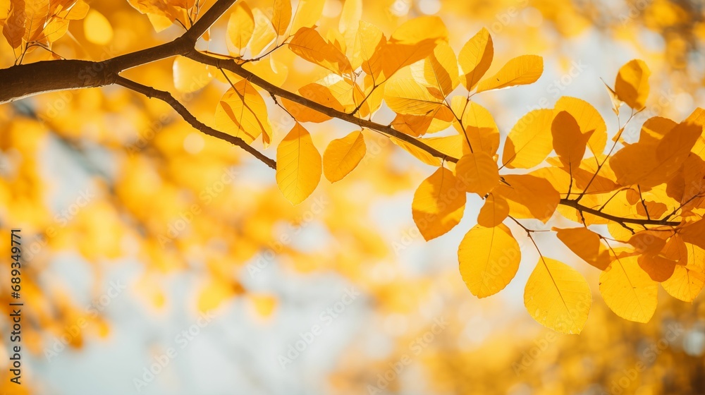 Image of fall yellow foliage. Image of fall yellow foliage.