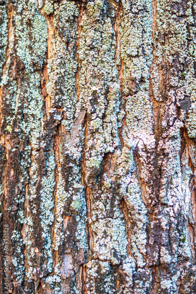 Obraz premium CORTEZA DE ARBOL