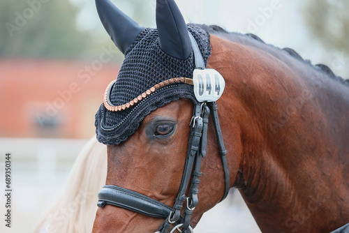 The number of the horse in dressage competitions. the eye of a bay horse in close-up