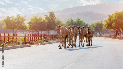 In Salalah, located in the enchanting Dhofar region of Oman, the presence of camels roaming freely contributes to the region's distinctive charm photo