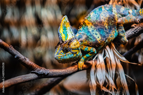 Bright Colorful Yellow Green Cameleon Walking on a Wooden Stick in a Reptile Terrarium photo