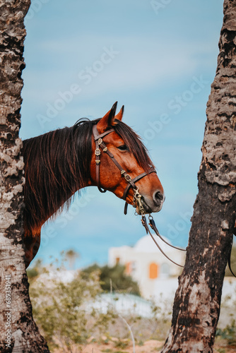 Bay Berber stallion with Baroc bridle between two trees with blue sky photo