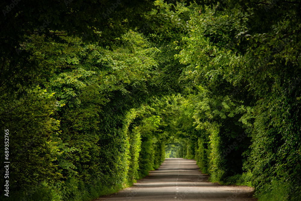 Green tunnel arch made of tree branches and a narrow deserted road. Green tunnel arch made of tree branches and a narrow deserted road.
