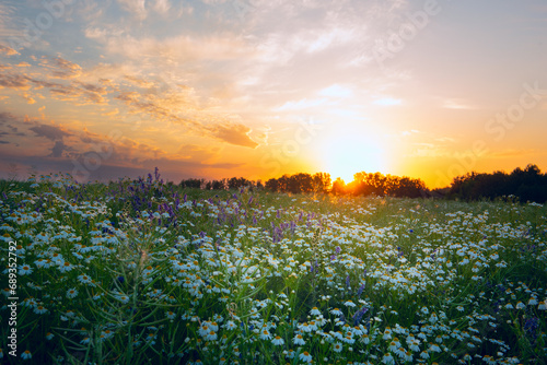  a foggy field with blooming different wildflowers in spring. The sun rising in the fog over the horizon. Beautiful landscape in the early summer morning. 