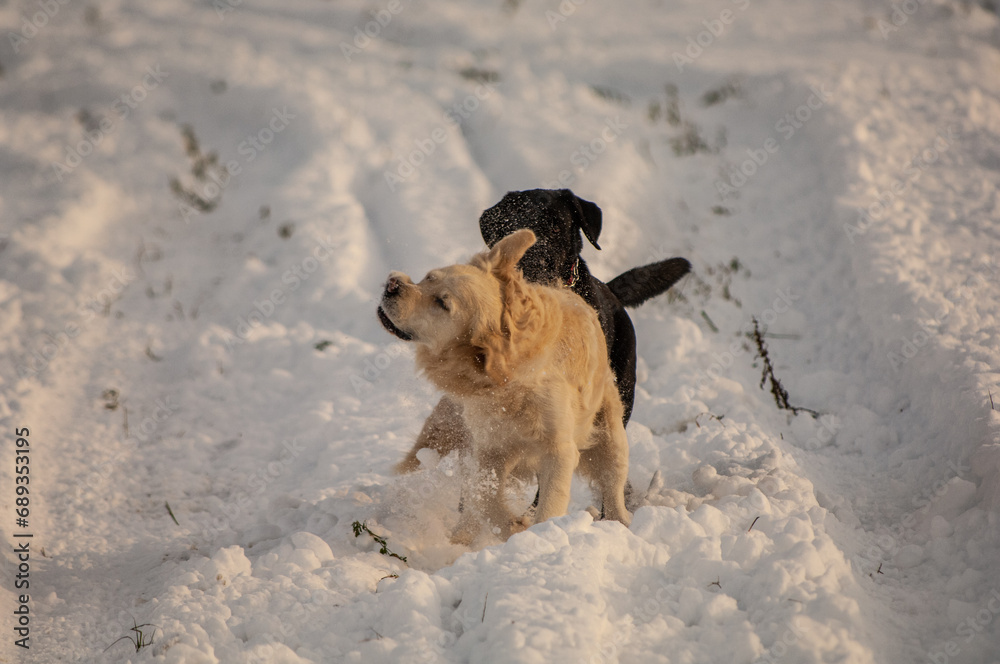 winter landscape and dog playing winter landscape and dog playing