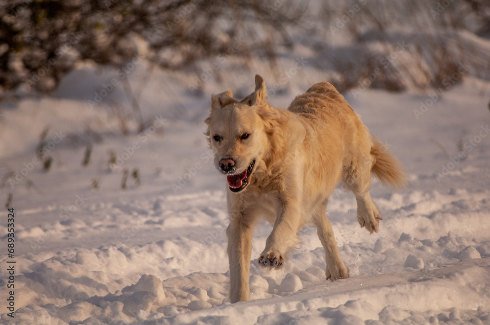 winter landscape and dog playing winter landscape and dog playing