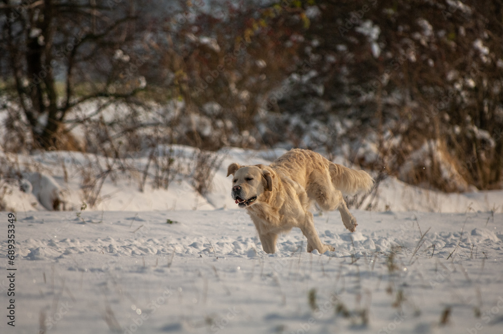 Naklejka premium winter landscape and dog playing
