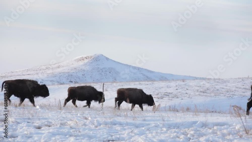 Serene Bison Group, Cold Weather Forage, Snow-Dusted Field, Undisturbed Habitat
