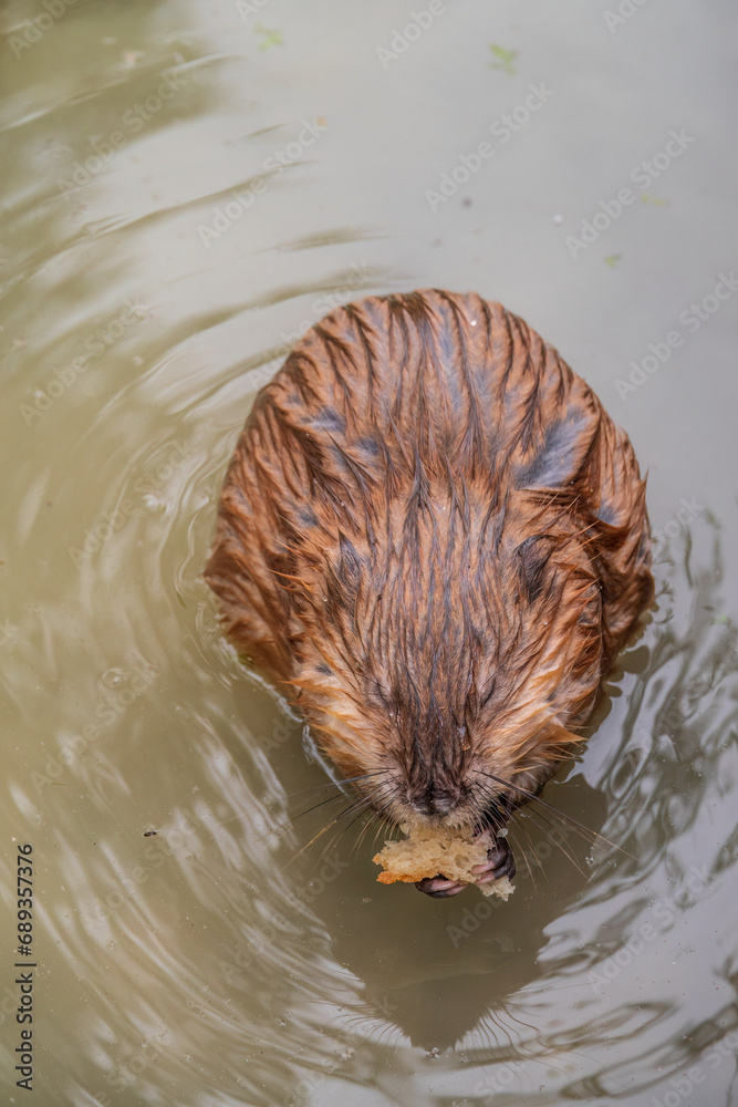 Wild animal Muskrat, Ondatra zibethicuseats, eats on the river bank Wild animal Muskrat, Ondatra zibethicuseats, eats on the river bank