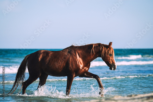 Chestnut stallion walking in the sea in total freedom