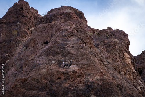 Bighorn Sheep in Northern Arizona. Located near Lake Mead, Hoover Dam on the Arizona Nevada border.
