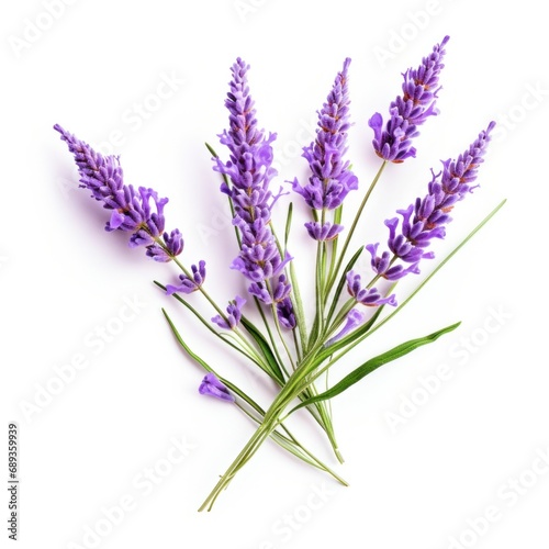 lavender flower isolated