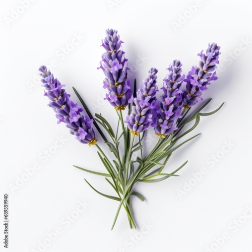 lavender flower isolated