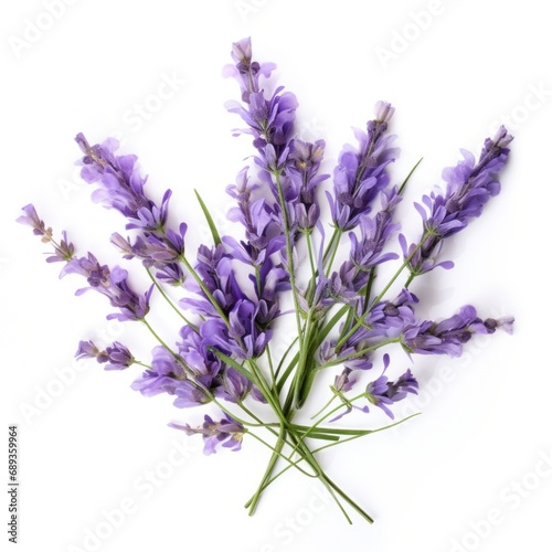 lavender flower isolated