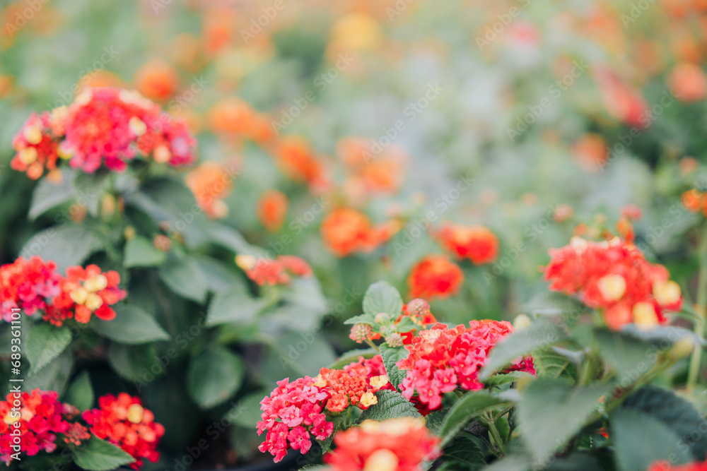 Selective Focus of Colorful Blooming Lantana Camara Natural Textured Background