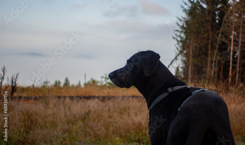 black labrador dane
