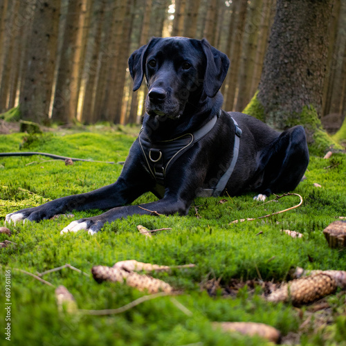 Black dog in forest