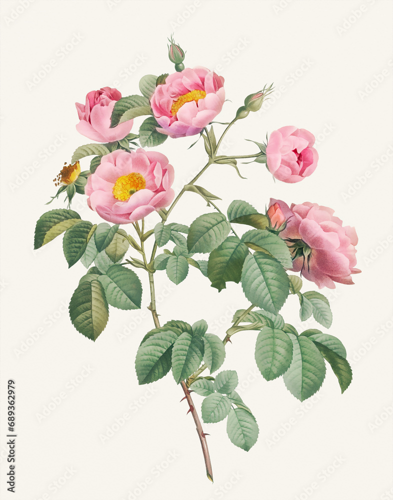 Rose Flower illustration (Rosa Mollissima) - obrazy, fototapety, plakaty 