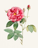 Rose Flower illustration (Rosa Gallica Officinalis)