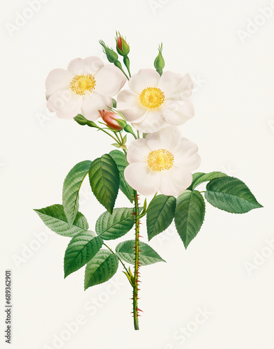Rose Flower illustration (Rosa Damascena Subalba)