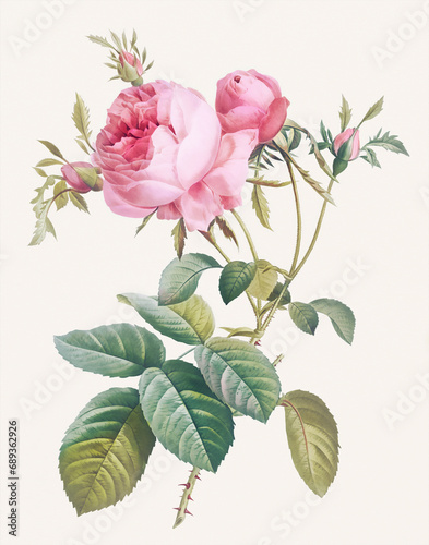 Rose Flower illustration (Rosa Centifolia Anglica Rubra) photo