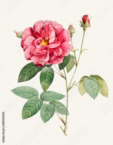 Rose Flower illustration (Rosa Gallica Officinalis) photo