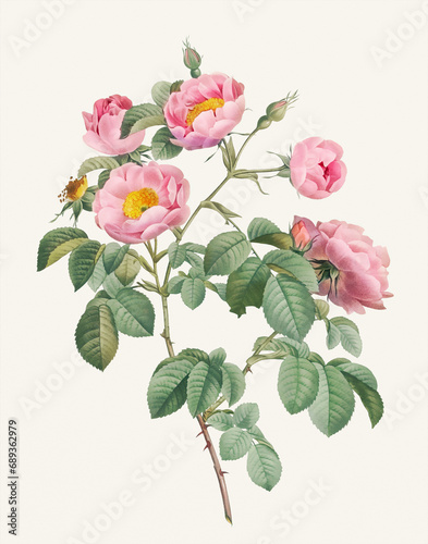 Rose Flower illustration (Rosa Mollissima) photo