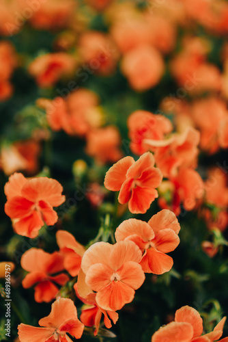 Selective Focus on Rich Orange Pansy Flowers Natural Background