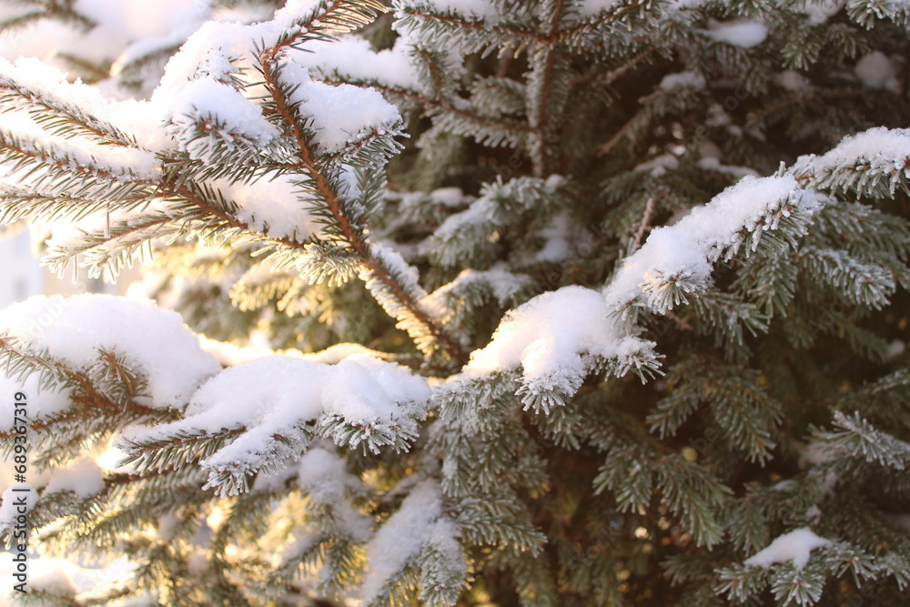 pattern of frozen spruce branches in the snow.