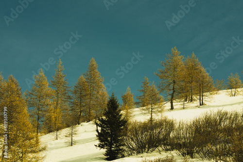 Coniferous and larch trees in autumn-winter color. Dolomites, Italy, Europe photo