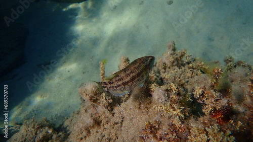 Five-spotted wrasse  Symphodus roissali  undersea  Aegean Sea  Greece  Halkidiki