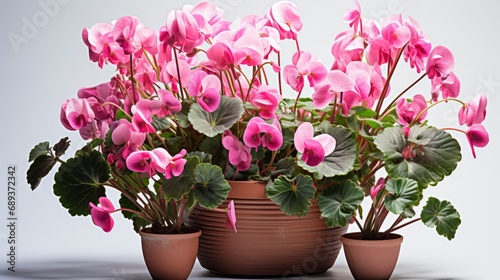 Cyclamen Flowers Isolated On White Backgroud, Background Image, Desktop Wallpaper Backgrounds, HD